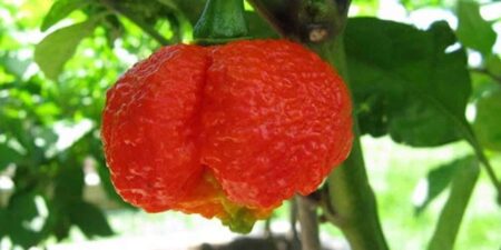 7 Pot Brain Strain Guide: Heat, Flavor, Uses – PepperScale