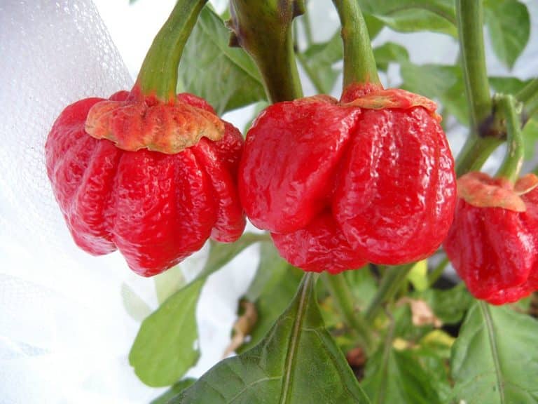 7 Pot Bubblegum