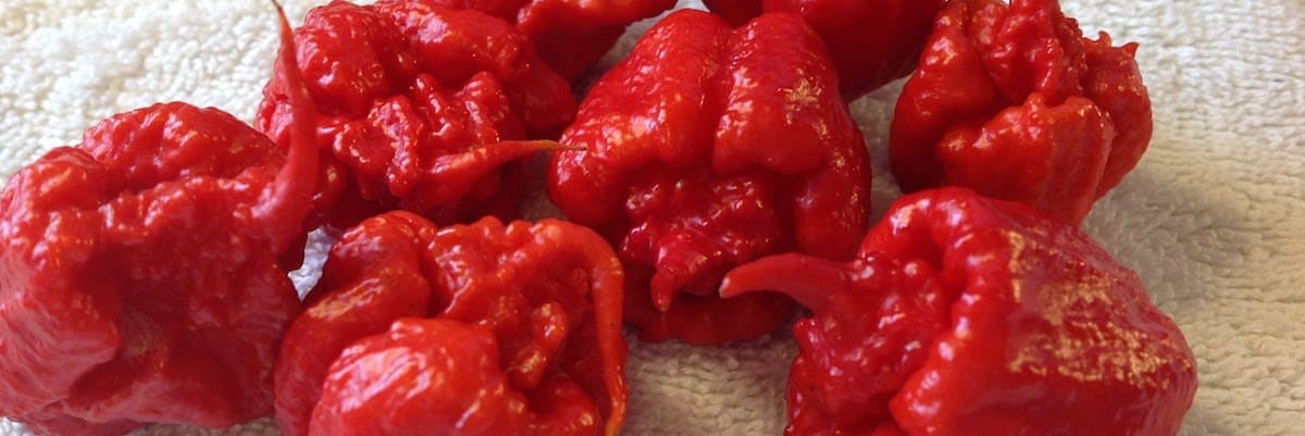 https://pepperscale.com/wp-content/uploads/2017/07/7-Pot-Primo-Pepper.jpg?utm_source=chatgpt.com