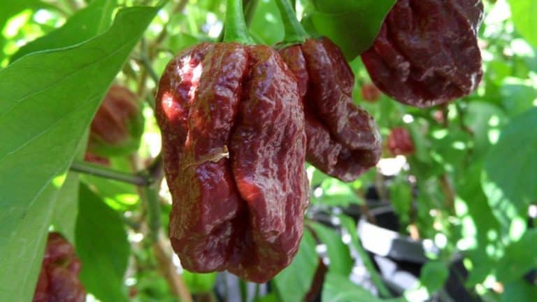 7 pot douglah