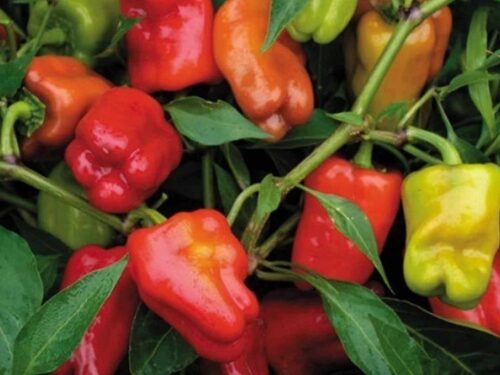 Cajun Belle Pepper
