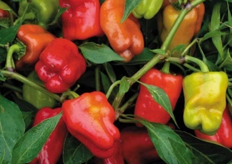 Cajun belle pepper