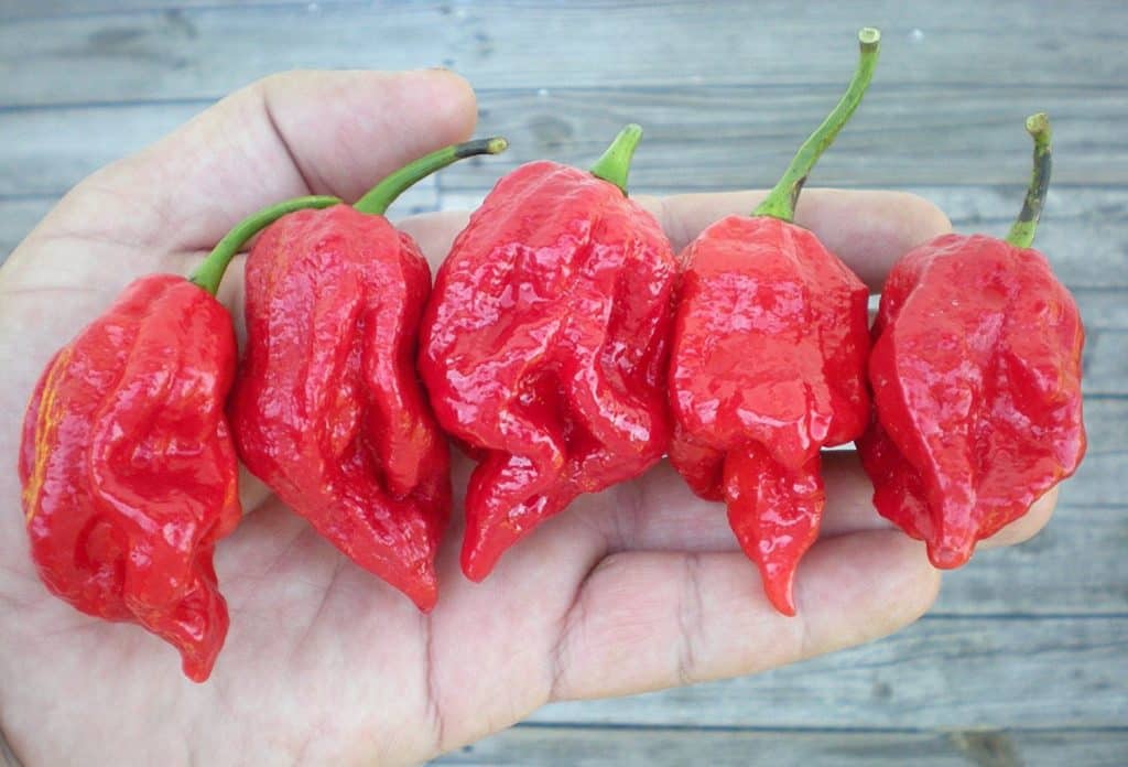 The Hottest Peppers In The World (2024 Update)