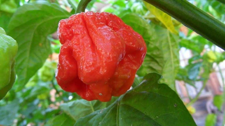 7 Pot Jonah