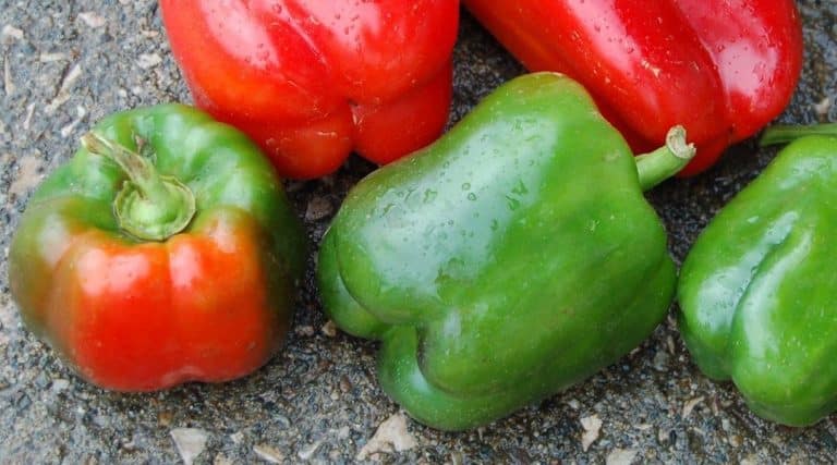 California Wonder Pepper