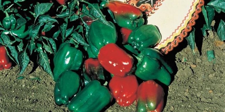 Mexibell Pepper