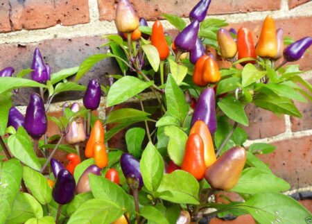 Aurora Pepper Guide: Heat, Flavor, Uses