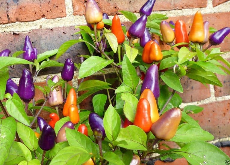 aurora pepper