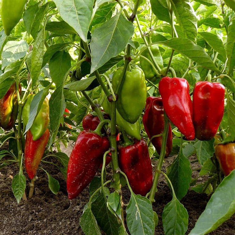 carmen pepper