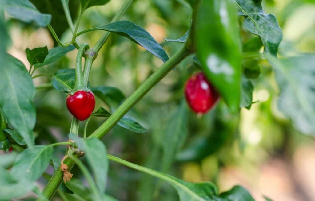 Two tiny round red chiltepin peppers growing on a leafy green plant