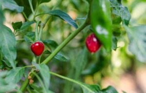 Chiltepin pepper