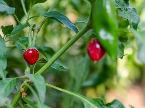Chiltepin Pepper
