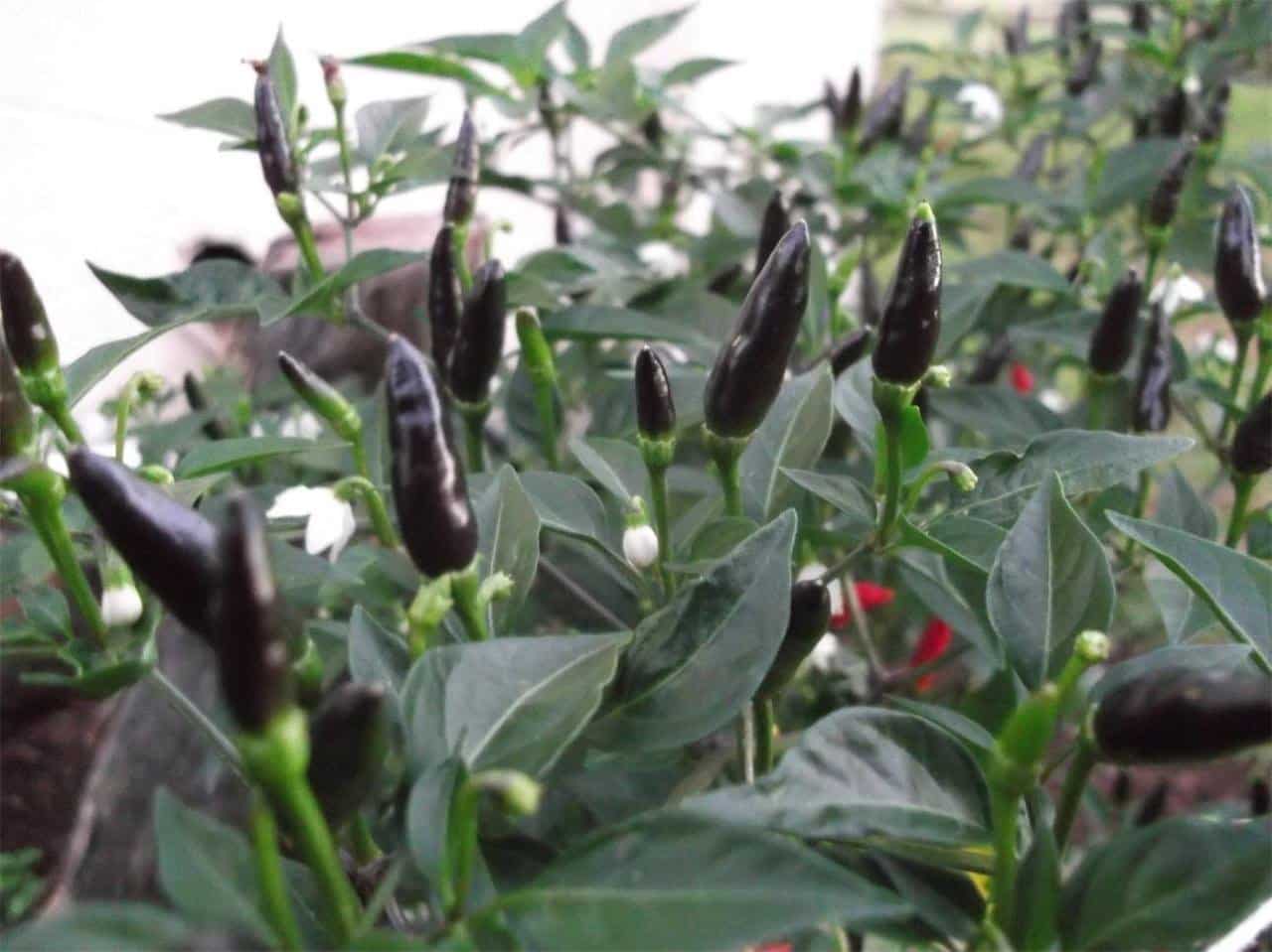 Black Peppers Guide Dramatic Looks For Kitchen And Garden