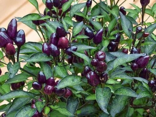 Black Prince Pepper