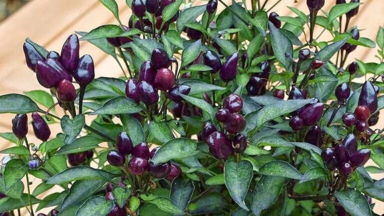 Black Prince Pepper