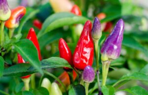 Bolivian rainbow pepper