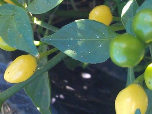 Cumari do Para