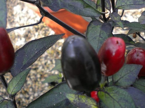 Black Cuban Pepper
