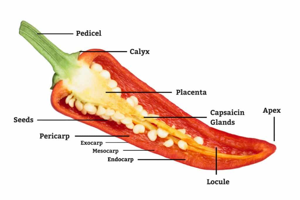 bell pepper seedlings diagram