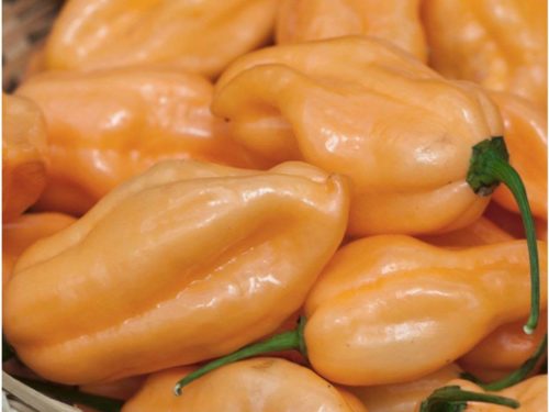 Peach Habanero