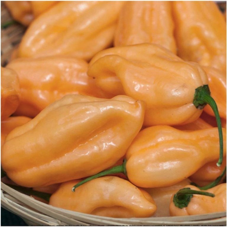 habanero peach