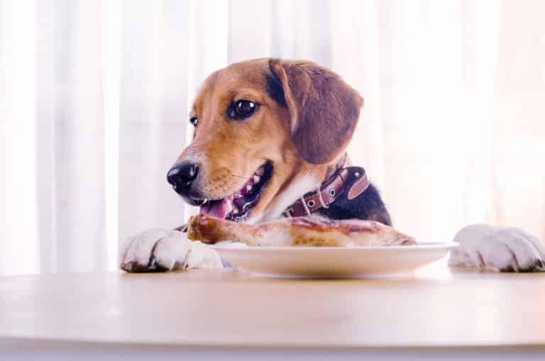 Can dogs eat spicy food?