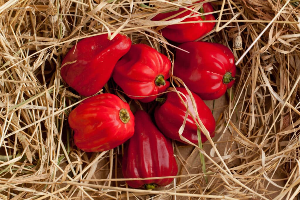 max habanero