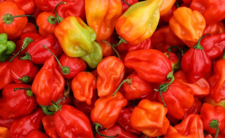 Habanero varieties