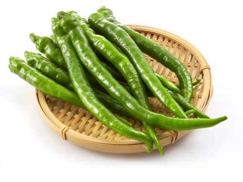 Fushimi Pepper
