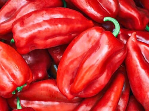 Elephant Ears Pepper