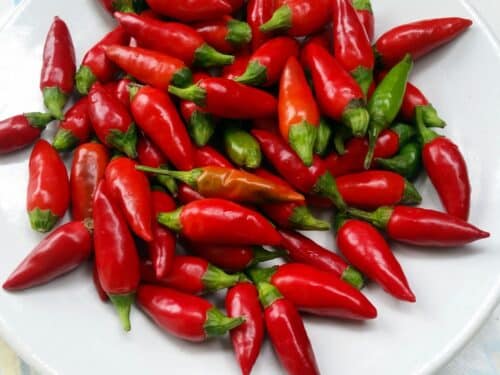 Calabrian Pepper
