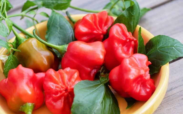 Mad Hatter peppers