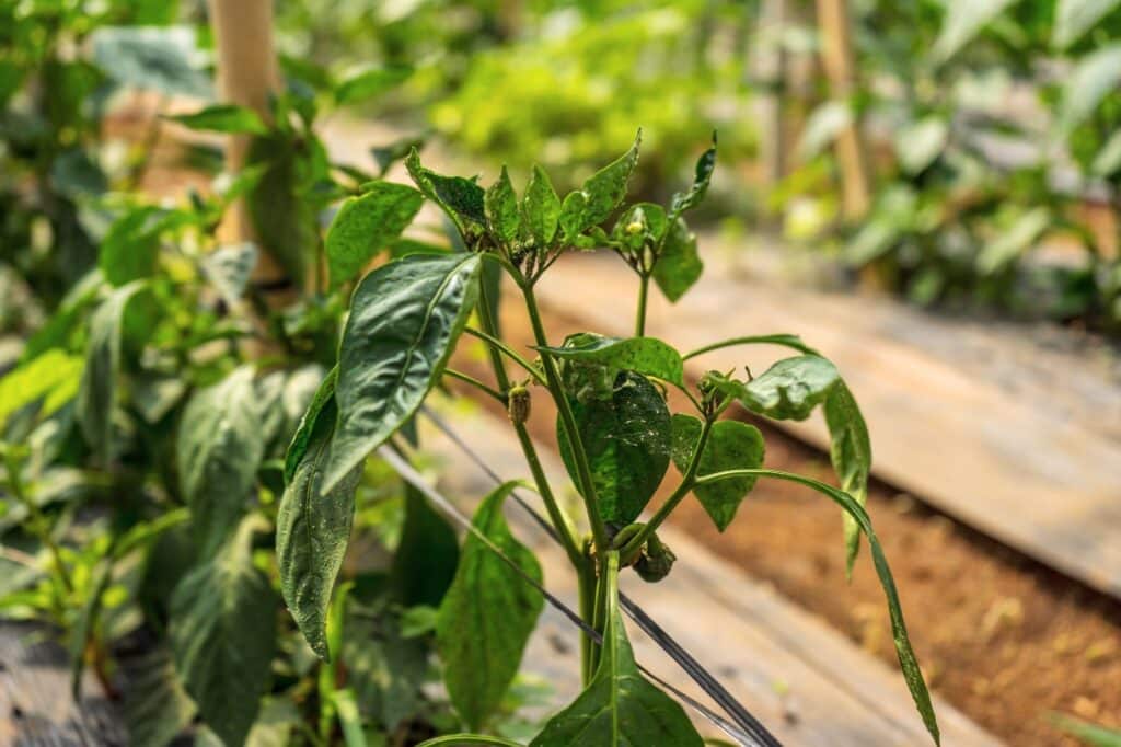 What Is Eating My Hot Pepper Plant Leaves at Taylah Raper blog