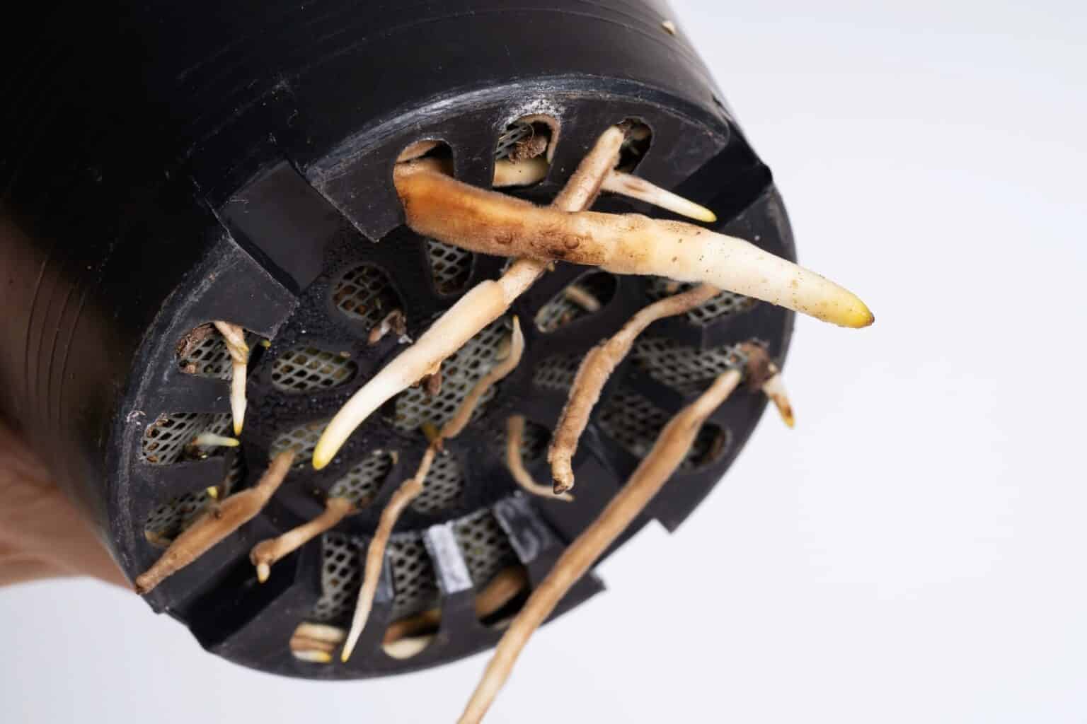 Rootbound Root Bound Plants: Symptoms And How To Fix