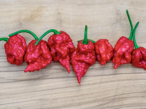 Carolina Reaper