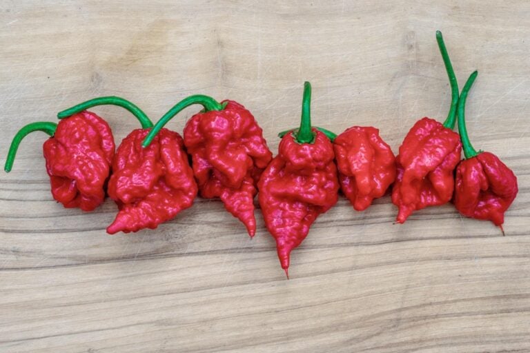 Carolina Reapers