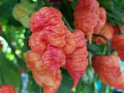 Death Spiral Pepper
