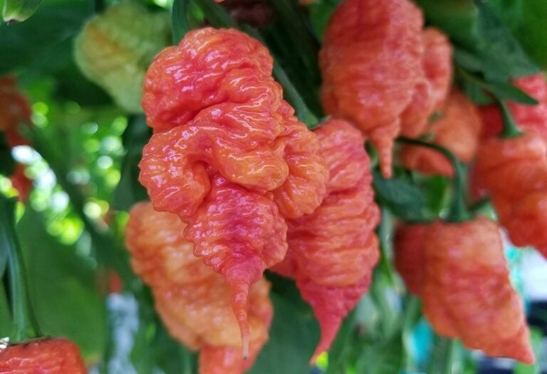 Death Spiral Pepper