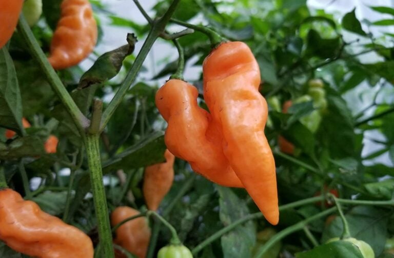 Habadana Pepper