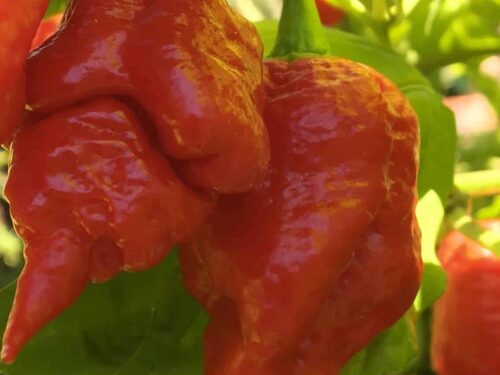 Apocalypse Scorpion Pepper