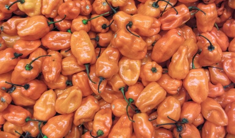 Habanero Peppers