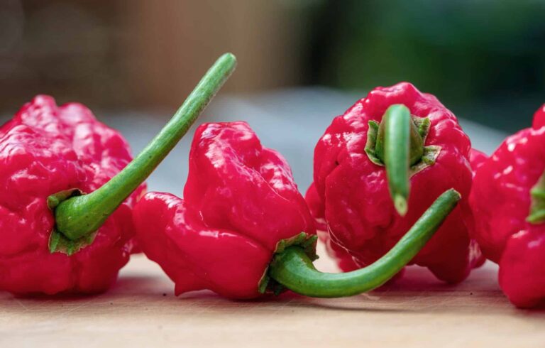 Dragon's Breath Pepper Vs. Carolina Reaper