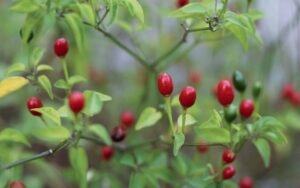 Chiltepin vs. pequin