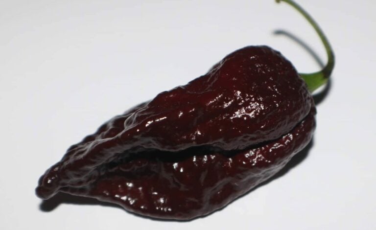 Chocolate Bhutlah
