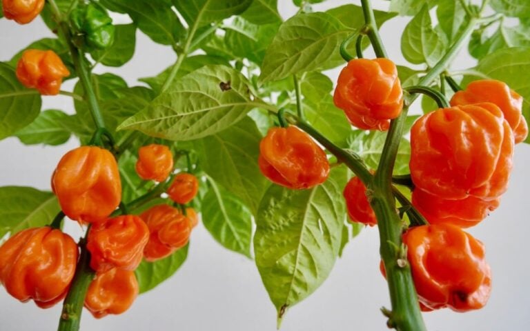 Bahamian goat pepper on the vine