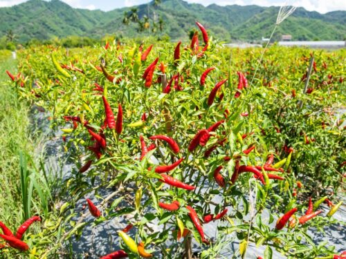 Facing Heaven Pepper