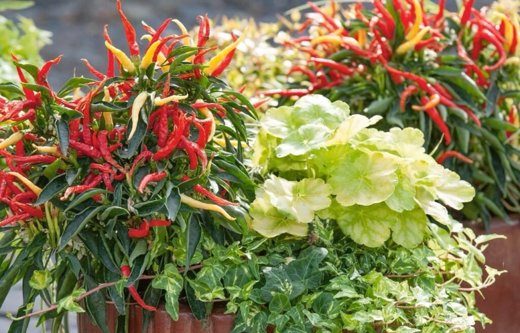 Fire and Ice Pepper