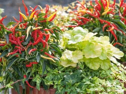Fire and Ice Pepper