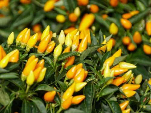 Sedona Sun Pepper