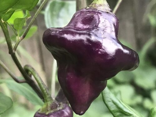Purple UFO Pepper
